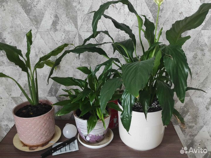 Спатифиллум