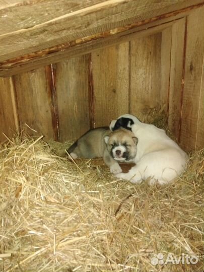 Щенки помесь