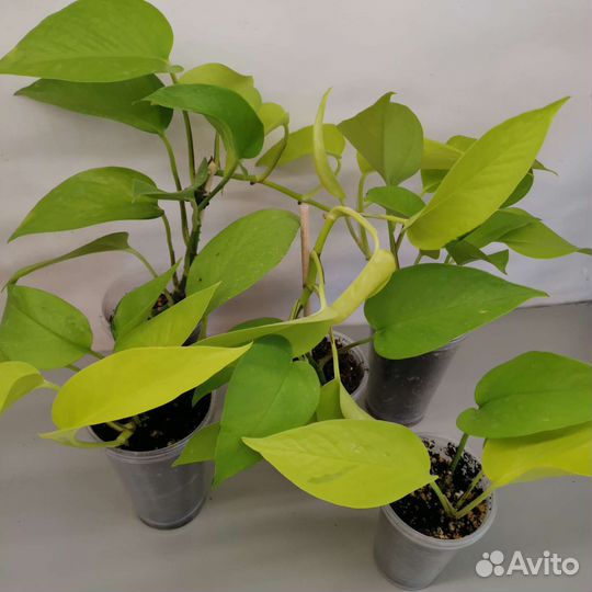 Сциндапсус, Эпипремнум много