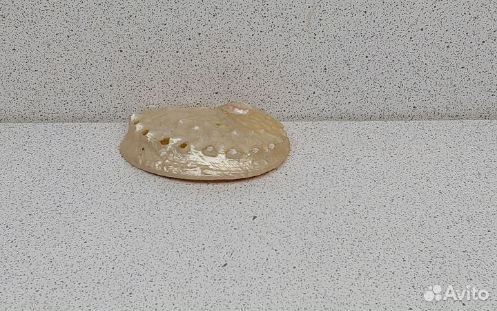 Халиотис перламутровый 5,7 ракушка раковина
