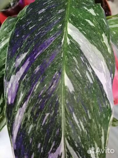 Спатифиллум даймонд