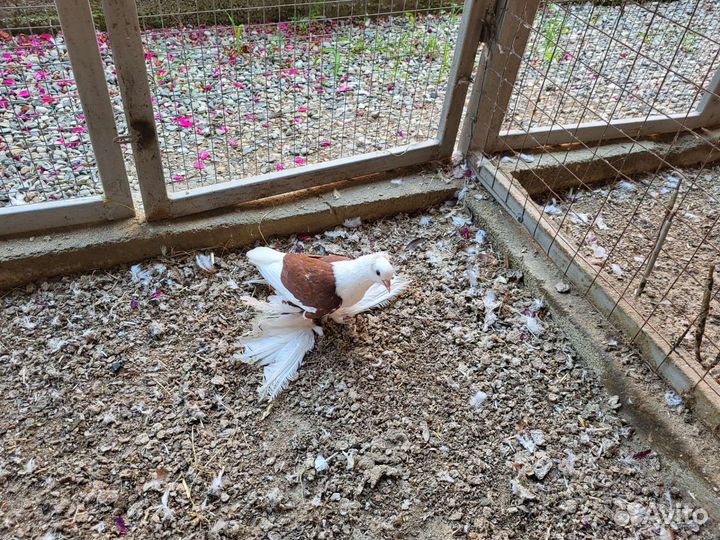 Продажа голубей