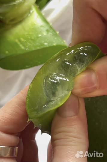 Алоэ, лекарственое растение