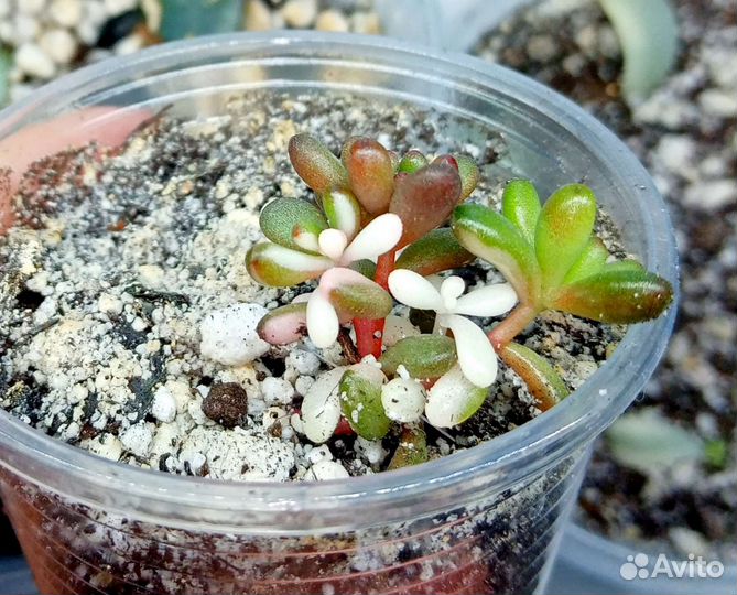 Суккуленты