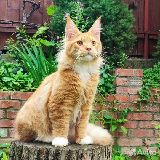 Мейн-кун красный котик с бел. лапками