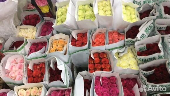 Розы от 14000 шт