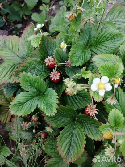 Ремонтантная земляника