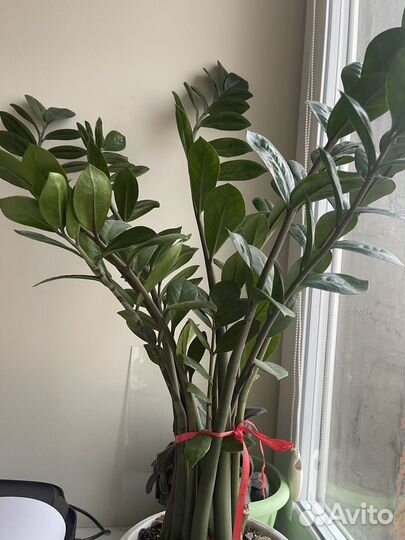 Замиокулькас