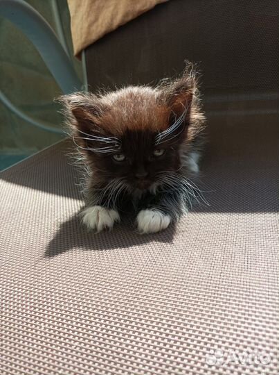 Котята от вислоухой кошки