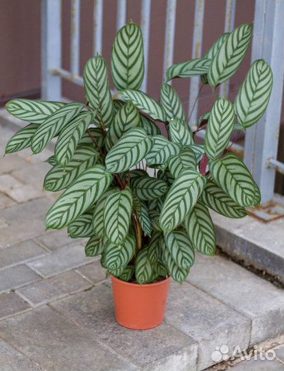Калатея Ктенанта Сентоза