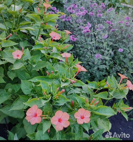 Семена цветов Ночная Зорька (мирабилис)