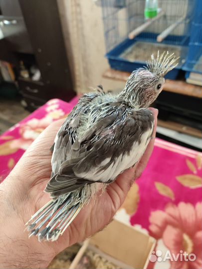 Птенцы кореллы новорожденные