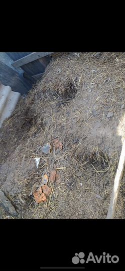 Птичий помет