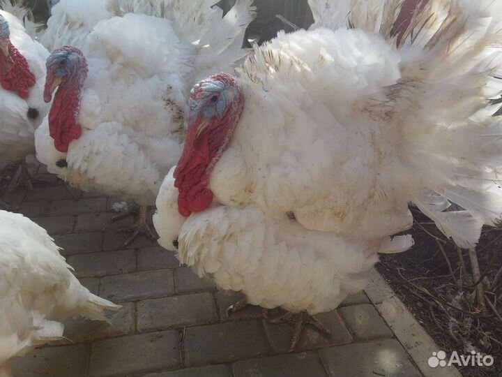 Индюки домашние