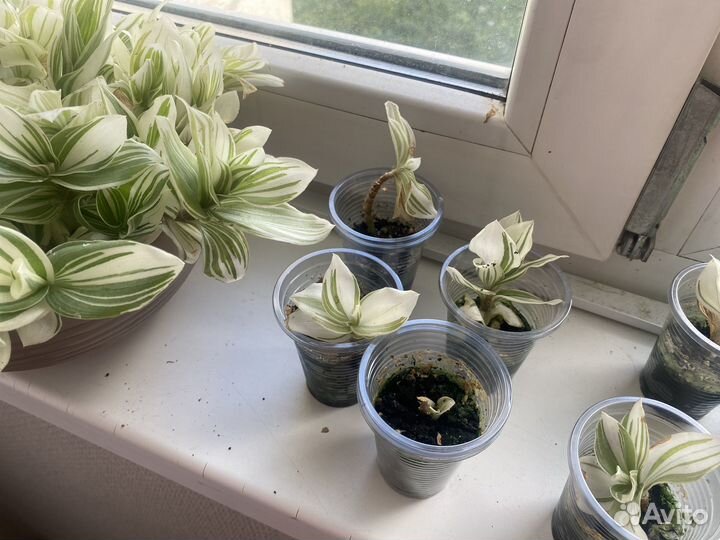 Традесканция альба