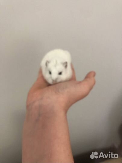 Продаю хомяку с клеткой