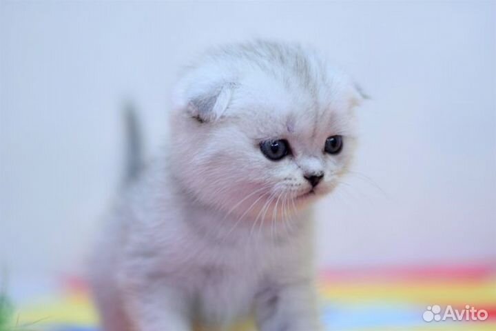 Шотландцы серебро