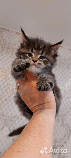 Драгоценный мейн кун