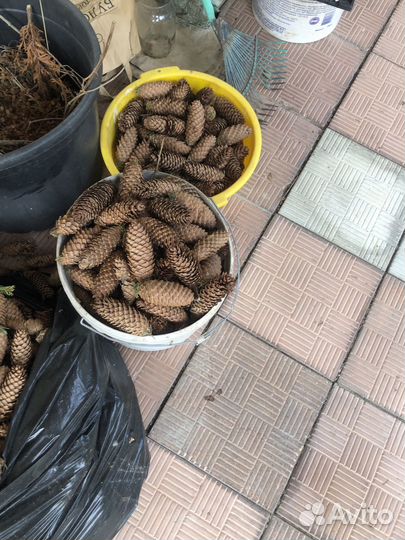 Шишки для поделок, самовар