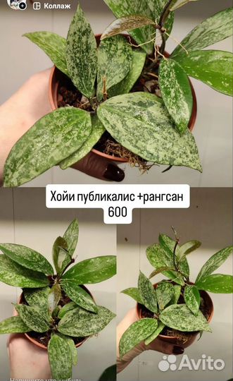 Хойя Пахиклада Каудата Латифолия