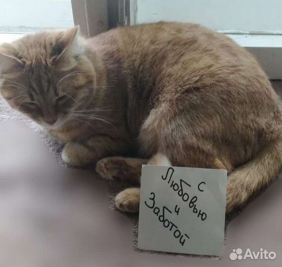 Кошки и грызуны передержка