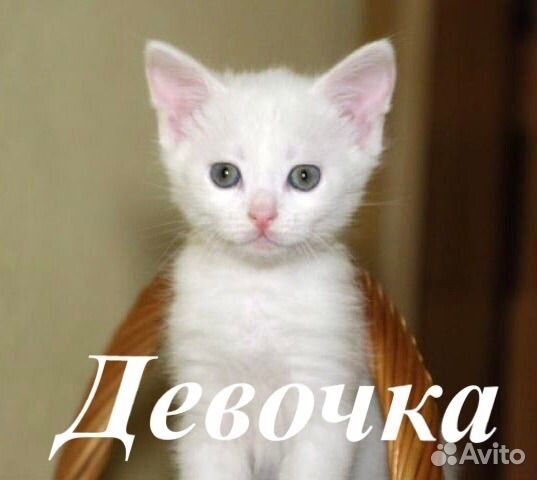 Котята бесплатно