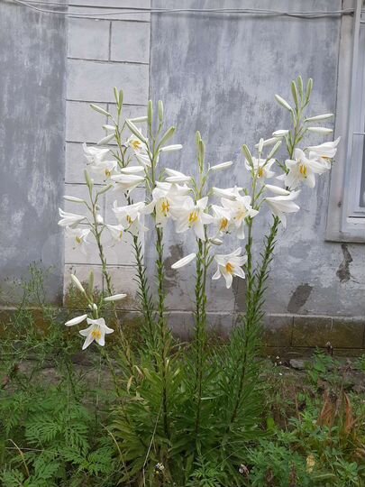 Дом 44 м² на участке 26,6 сот.