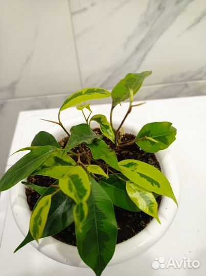 Фикус бенджамино 