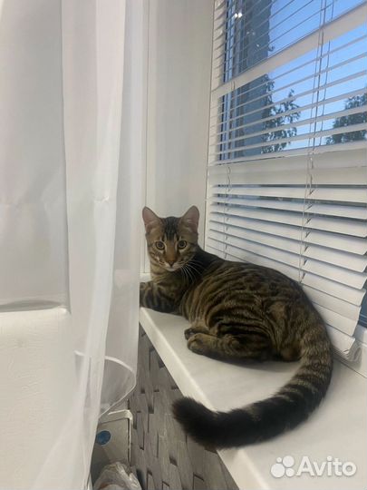 Кот в добрые руки