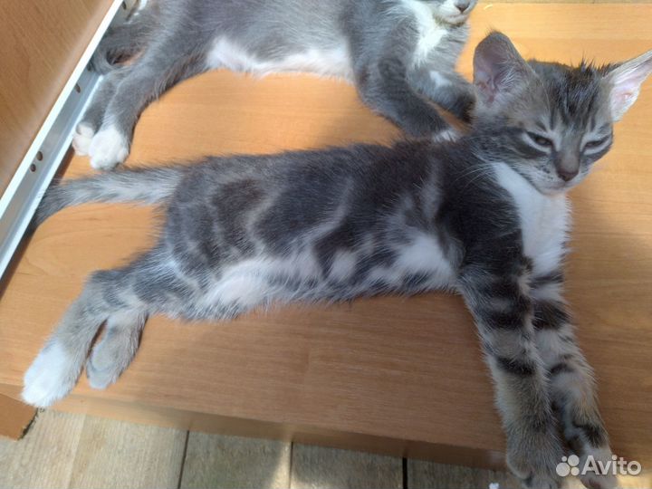 Абиссинский котёнок