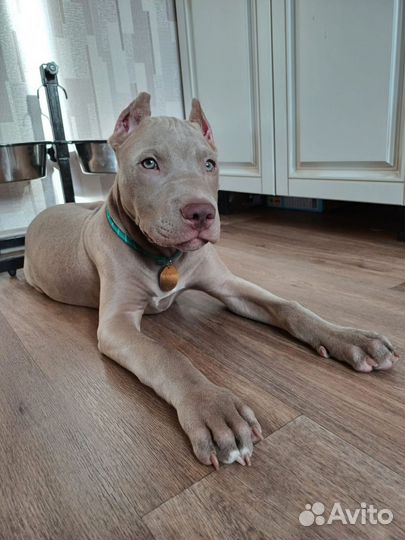 Щенки питбультерьера