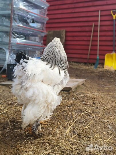 Петух Брама светлая (колумбийская)