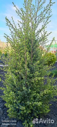 Можжевельник Голд Кон