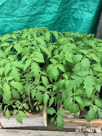 Рассада томатов, перцев