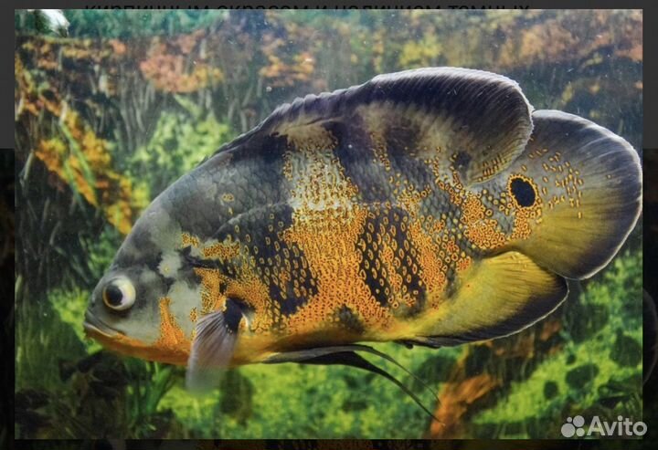 Аквариумные рыбки