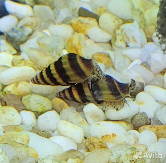 Улитки Хелены