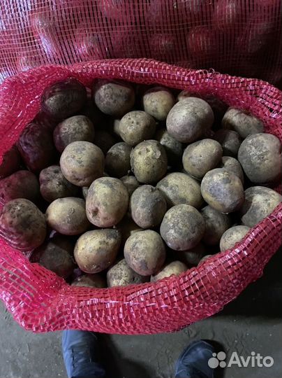 Картофель на посадку
