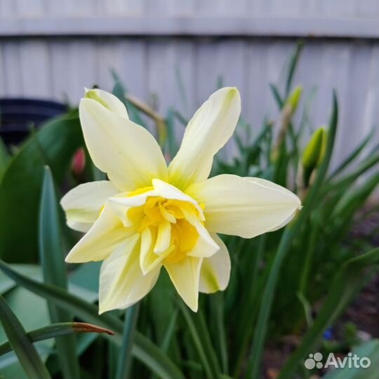 Нарциссы луковицы и на срезку