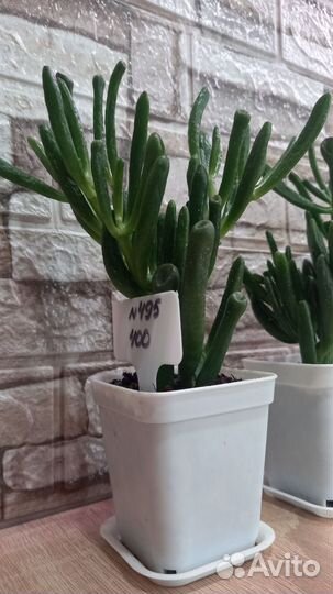 Крассула хоббит