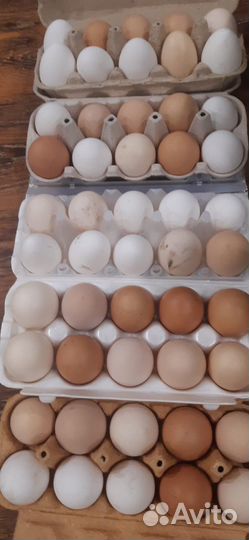 Домашние куриные яйца