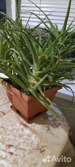 Большое Алоэ лекарственное, столетник