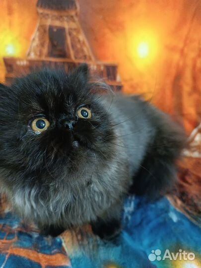 Персидские котята