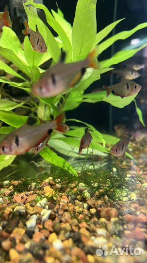 Тетра Минор