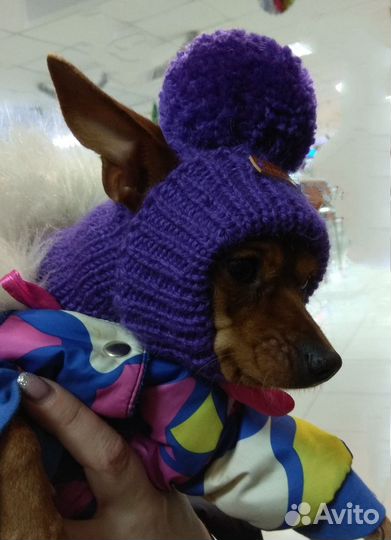 Вязаная одежда для собаки, сфинкса