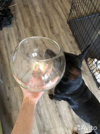 Аквариум или декор