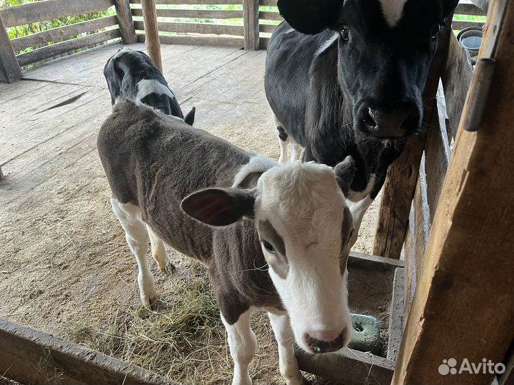 Телка 2 месяца