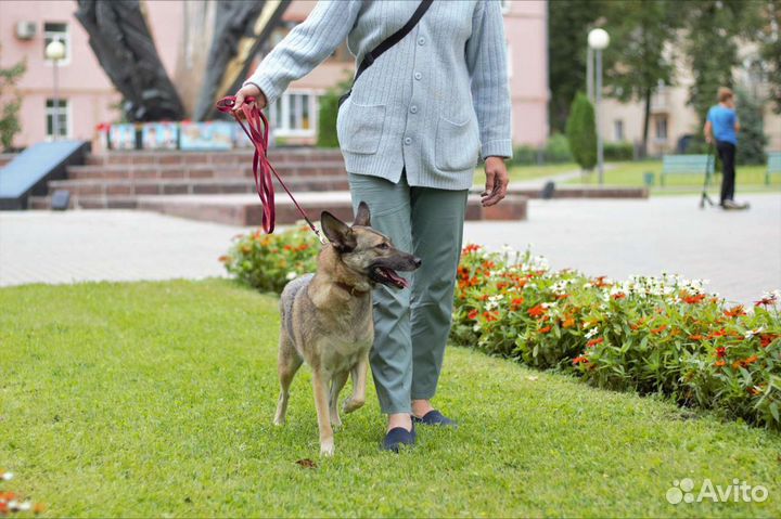 Собака Кора