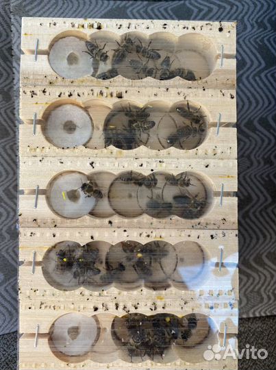 Плодные матки со Ставрополья