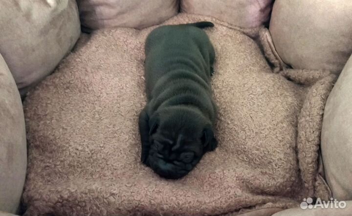 Щенки шарпей