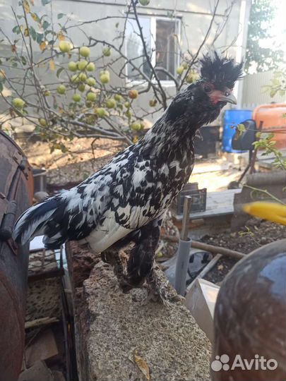 Петух павловское серебро